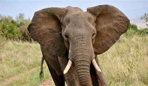 african forest elephant facts diet habitat information