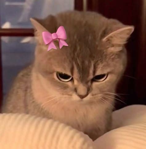 funny cat pfp