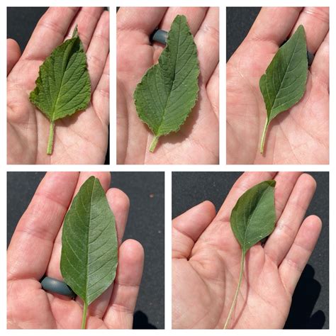 redroot pigweed