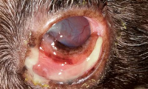 Conjunctivitis in Dogs: Guide for Causes and Treatment