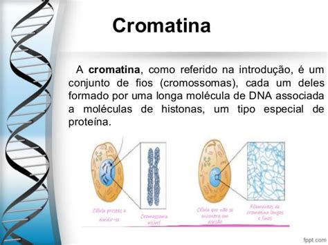 Diferença Entre Cromatina E Cromossomos - Cromatina e cromossoma