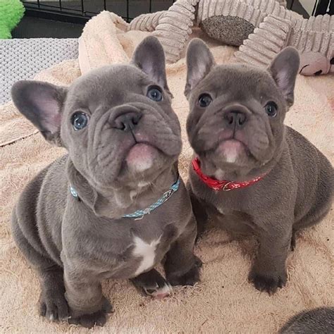 Blue French Bulldogs - Everything You Need To Know!