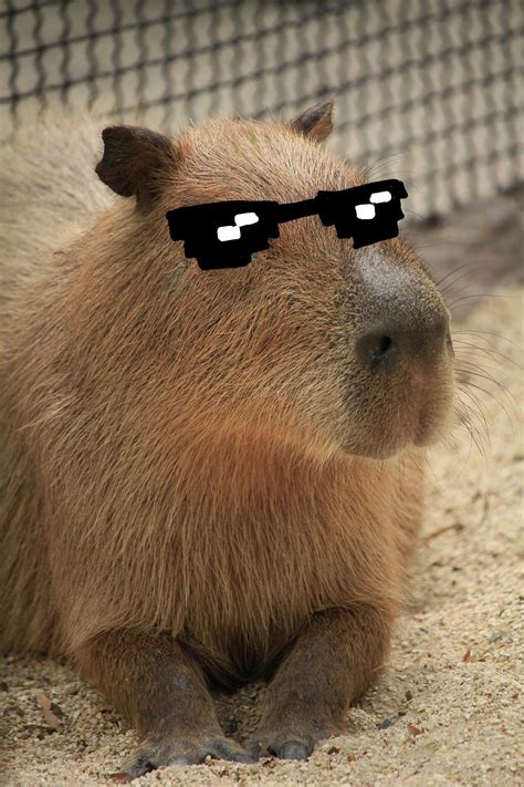 capybara artofit