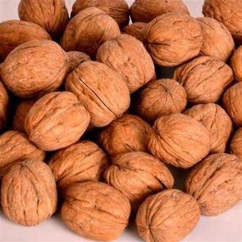 Walnut – GDA SHOP