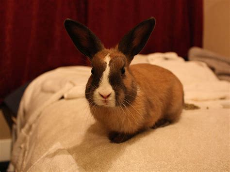 pet rabbits