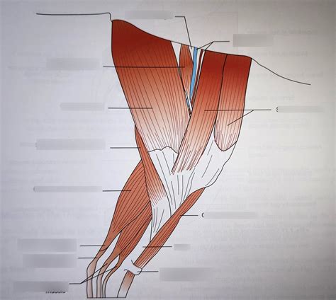 leg diagram quizlet