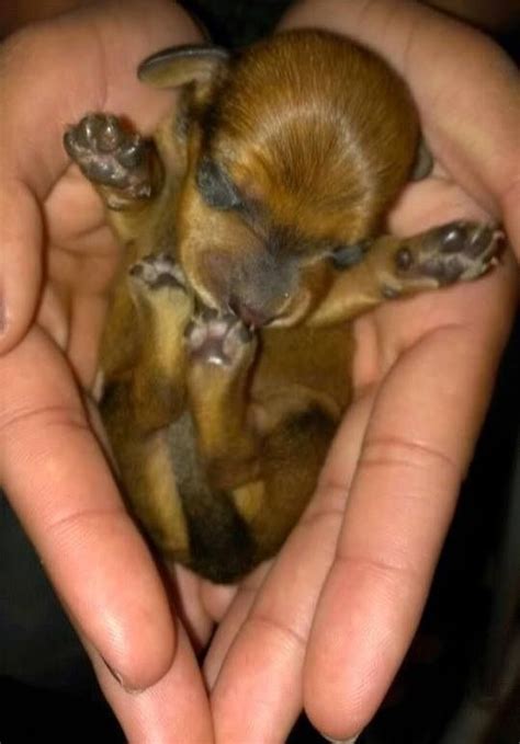 4 giorni | Dachshund puppies, Cute dogs, Cute puppies