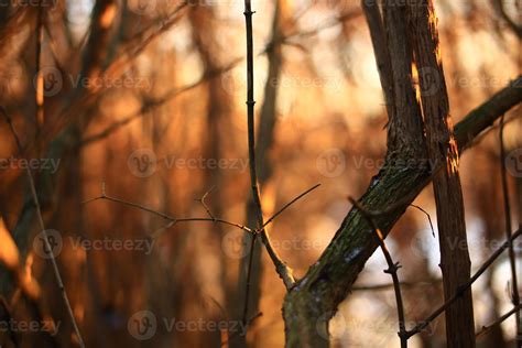 A thicket in the warm sunset light 54337463 Stock Photo at Vecteezy