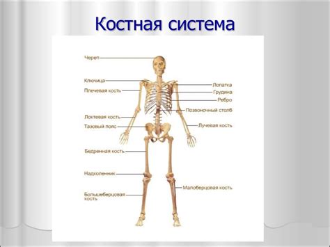 Костная система - презентация онлайн