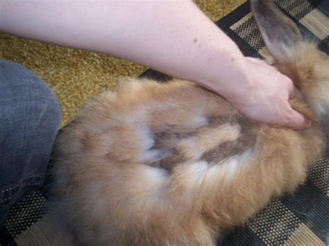 Japanese Harlequin Bunny Care Guide