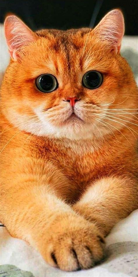 Uploaded by Iriska. Find images and videos on We Heart It - the app to ...