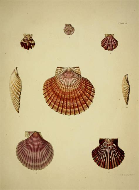seashell prints ideas prints scientific illustration sea shells