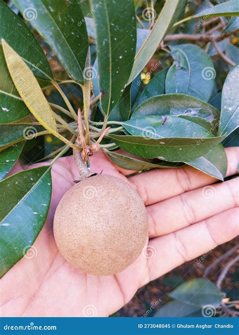 Chico Manilkara Zapota Sapota Sapodilla Fruit on Tree Food Sapoche ...