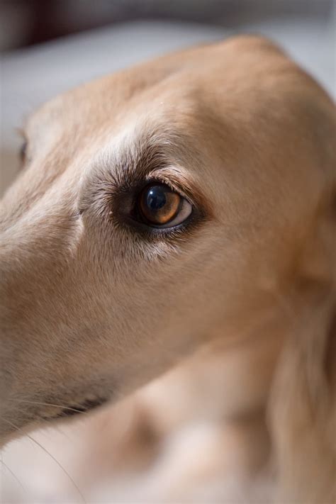 Why Do Dogs Get Red Eyes? - Weary Panda