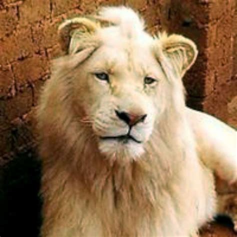 white male lion  mufasa