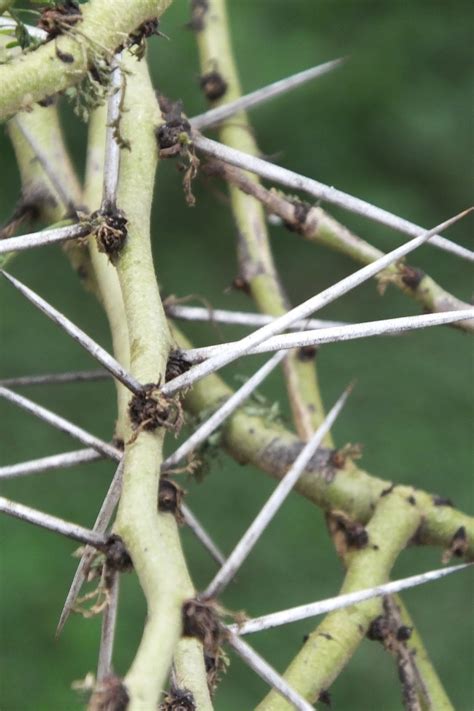 The acacia thorn trees of Kenya