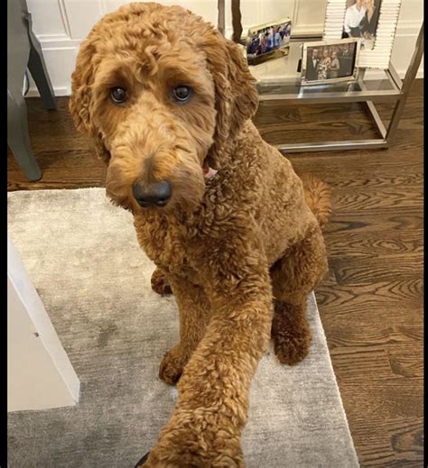 19 Goldendoodle haircuts ideas in 2025 | goldendoodle haircuts