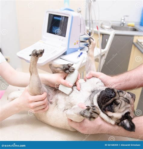 Dog Having Ultrasound Scan in a Veterinary Clinic Stock Photo - Image