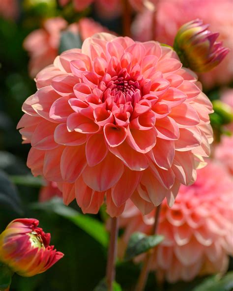 Dahlia 'Sebastian' tubers — Buy salmon pink ball dahlias online at