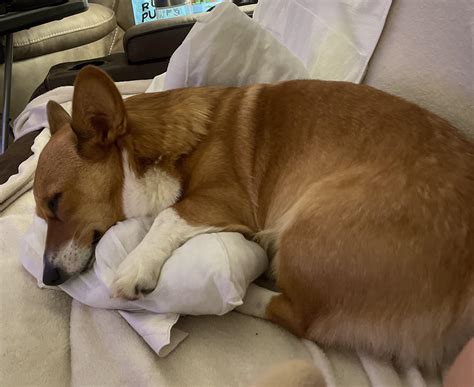 Does your corgi have a special herding technique? : r/corgi
