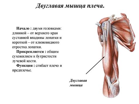 Мышцы верхней конечности - презентация онлайн