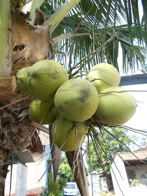 Green Coconut Tree Free Stock Photo - Public Domain Pictures