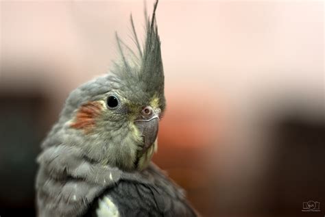 Cockatiel on Behance