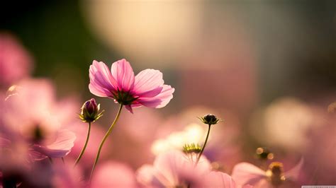 flowers  desktop wallpapers wallpaper cave