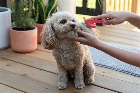 Can You Get Water In Your Dogs Ears When Bathing
