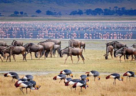 Lake Manyara National Park | Tanzania Wildlife Safari Tours.