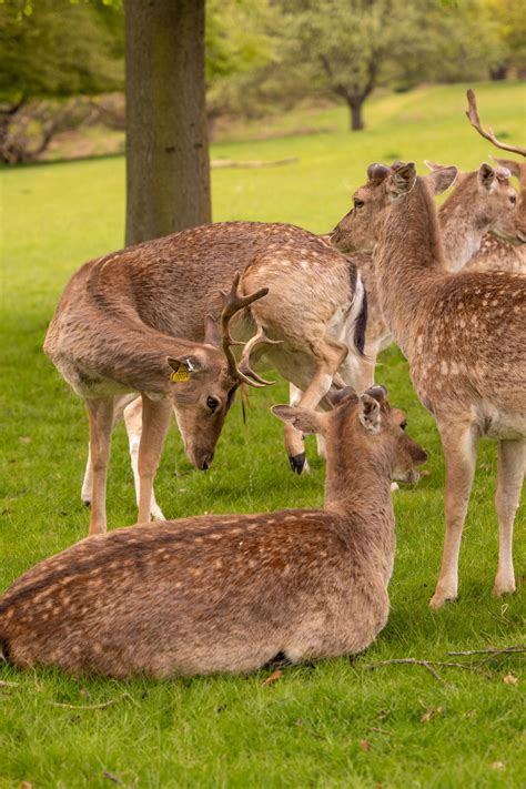 British Wildlife Photos, Download The BEST Free British Wildlife Stock