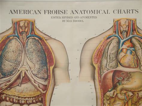 Authentic Vintage Anatomy Chart, Vintage Educational Chart, Human