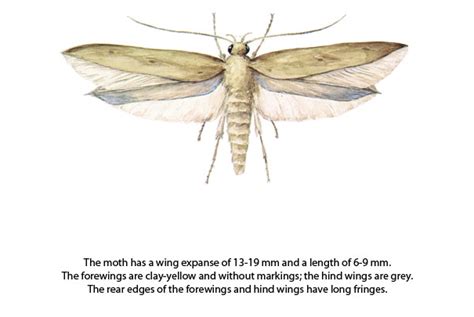 Angoumois_Grain_Moth – Degesch America – Stored Product Pest Control