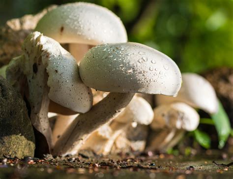 The 4 Known Health Benefits of Mushrooms