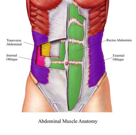 Anatomy Of Stomach Muscles | MedicineBTG.com