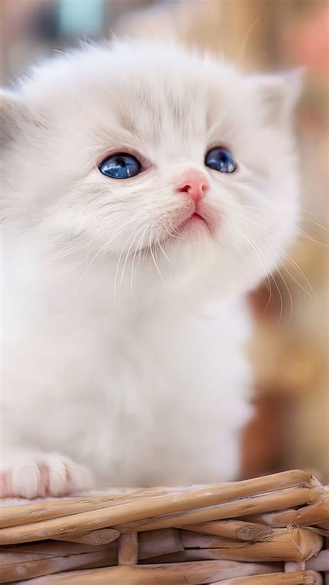 🔥 Free Download Cute White Kittens Wallpaper by @cthomas88