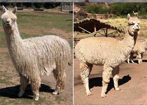 alpaca facts  kids      wow facts  kids
