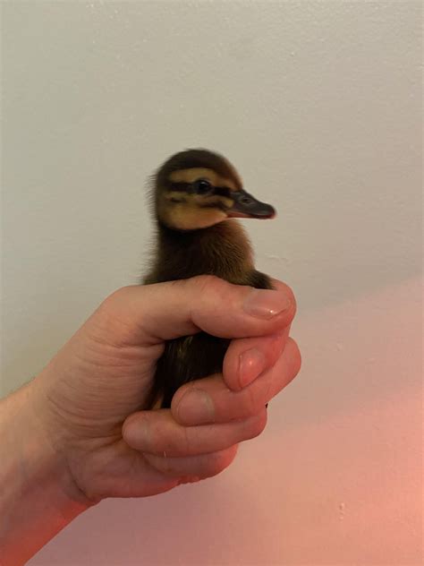 Duck Identification : r/duck