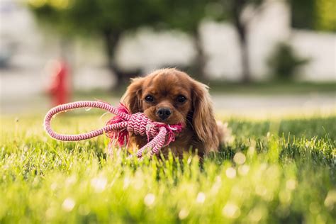 Apprendre A Mon Chien A Marcher En Laisse Sans Ti 8
