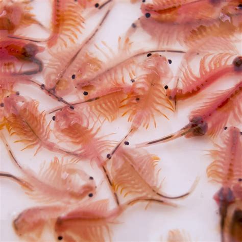 adult brine shrimp brineshrimpcom
