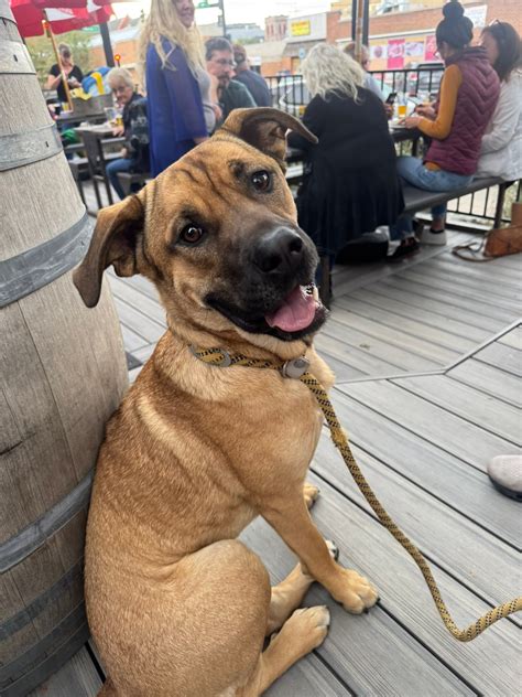 black dog animal rescue cheyenne wyoming 2