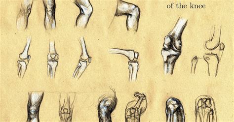 knee sketch  paintingvalleycom explore collection  knee sketch