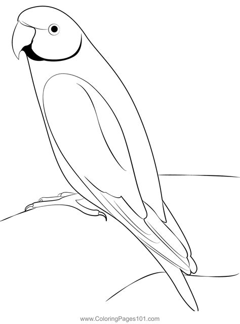 beautiful parrot bird coloring page  kids  parrots printable