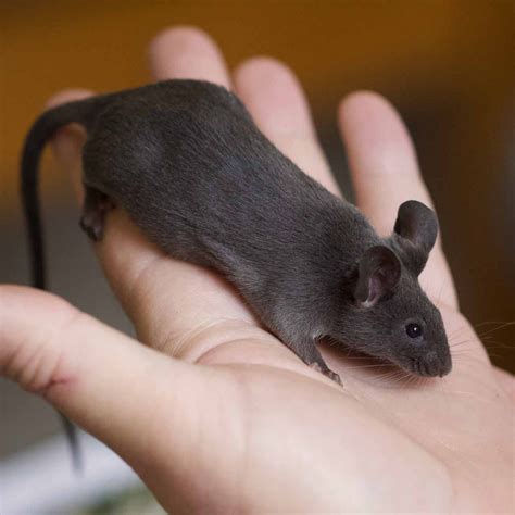 blue  national mouse club