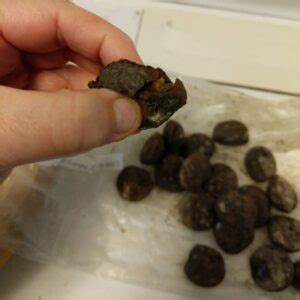 Can Rotten Potatoes Kill You? [The Common Hidden Danger]