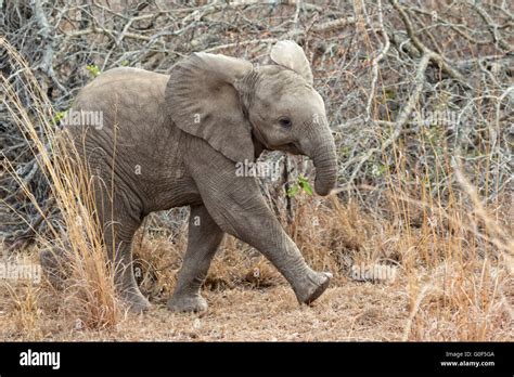 very cute elephant cub Stock Photo - Alamy