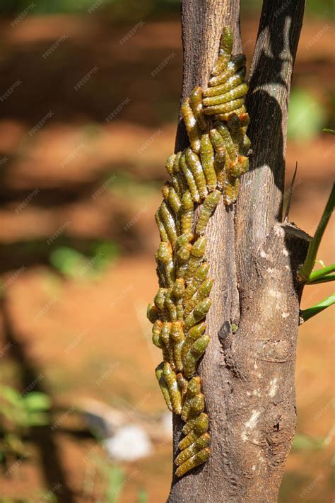Premium Photo | Cinnabar moth caterpillar nests in an infested tree