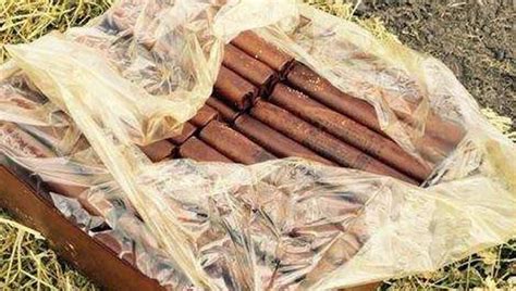 decades  dynamite   shed fox  orlando