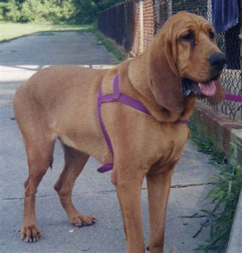 bloodhound  academic hound