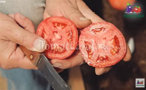 Томат Герцогиня вкуса F1: отзывы (6), фото, урожайность, описание и ...